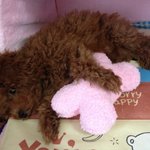 [푸<b>들판</b>] 강아지를 무서워하는 겁많은 강아지