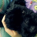 사진有) 경기<b>안산시</b> 사2동 푸들찾아요!!! 도와주세요!!!