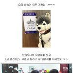 브라우니에 <b>이은</b> 대세견.有