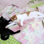 [냥판]삼남묘.뚱묘와 아이들~ 쿄우의 <b>사냥</b> 교습(?)5