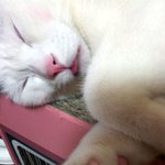 [냥판] <b>대두</b>김용배의 주말셀카