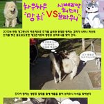 차우차우가 개콘 대세 브라우니에게 <b>결투</b> <b>신청</b>