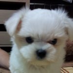 우리 모모를 소개합니다^^(멍멍이판)