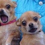 깜짝 놀란 표정이 귀여운 <b>동물</b>들