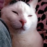 [냥판] <b>대두</b>김용배의 별뜻없는사진들