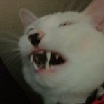 (냥판)여러가지 얼굴을 가진 고양이(<b>티벳</b>여우닮은 고양이)