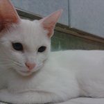 인천<b>부평</b>청천동에서 고양이를 잃어 버렸습니다 도와주세요