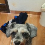 강아지를 잃어버렸습니다 도와주세요