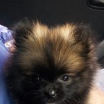 나의포메잘쌩긴우리번개 사진<b>투척</b>