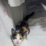 有 ) 저희 냥이 달이를 구원해주세요.