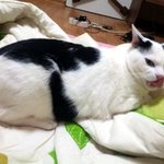 [냥판] <b>대두</b>김용배의 그런고양이아닙니다.