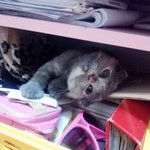 <냥판>쵸를보러 오싱휴 후회안하싱휴 귀<b>염주</b>의후