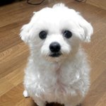 돼티들(돼지+푸들+말티즈)의 파란만장 다이어리