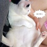 [냥판] <b>대두</b>김용배의 큰머리자랑