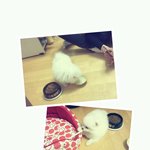 우리<b>집</b> 객<b>끼</b>를 소개하고시푸요