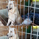 인천<b>사설</b>유기견보호소 산수의 천사들 방문기! 도와주세요