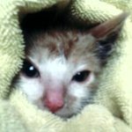 울고양이 나비를 소개 합니다.【나비와의 만남】