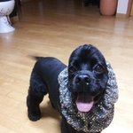 (지랄견x) 개둥둥아 영원하랏!