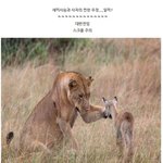 개반전ㅋㅋ 새끼<b>사슴</b>과 사자의 찐한 우정