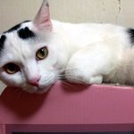 [냥판] <b>대두</b>김용배의 겨울