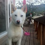 [가비두비15탄]사람인지 개인지 헷갈리는 똥꼬발랄우리집멍멍2들을...