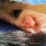 (냥이판) 똥고양이 세마리 ggd