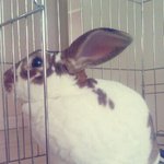 (추가!!)세상에 단 하나밖에 없는 <b>무늬</b>를 가진 토끼, 내사랑 떨뚜