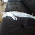 귀여운 고양이 사진 <b>한컷</b>!