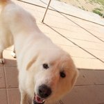 <b>일산</b>에서 피레니즈 잃어버리신분?