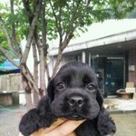 개둥둥아 영원하랏 (@@@@@@@@@@@@2탄!!!!!!!!!!...