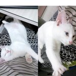 고양이'<b>모모</b>' 잠자는 사진모음 ㅎㅎ