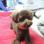투이푸들을 <b>분양</b>하실분?