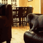 개생키의 흔한 점프력