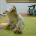 고양이가 요가를 한다는 것_이당당