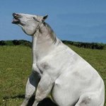 <b>육덕</b>진 백마......