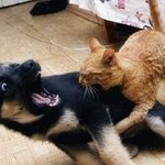 개vs고양이의 '나 좀 개롭히<b>지마</b>'