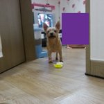 [<b>요키</b>판]울 집 똥개 내시끼 또순이를 소궤합늬돠