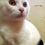 [냥판] <b>대두</b>김용배의 그래요 저 사실 모지리에요