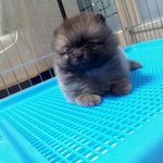 [[[군고구마 훔쳐먹은 <b>포</b>메 말해봐~? 말해봐~? 요 <b>잇</b>땅 ]]]