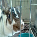 세상에 단 하나밖에 없는 <b>무늬</b>를 가진 토끼2