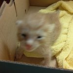 애교많은 장난꾸러기 고양이 콩이