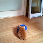 냥판] 우리집 치즈태비 아리레오나비띠용이 보러오쎄요 :) ㅋㅋ #1