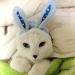 냥판3)여러얼굴을 가진 꾸잉~!