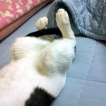 [냥판] <b>대두</b>김용배의  비밀 + +!!!