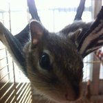 숲속에 사는 다람쥐랑 같이 살아요 3탄