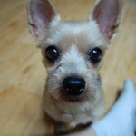 [<b>요키</b>판]ㅋ울집에서 똥개를 키워욤ㅋ