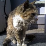 <b>병</b>에 걸린 길냥<b>이</b>를 도와주세요.