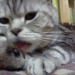 [냥판] 생후 25일된 도리와 라니