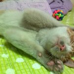 [냥판6]뚱묘와 아이들. 쿄우! 집냥이 되다!!!!!!!