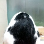 [냥판] <b>대두</b>김용배의 미래를 다녀왔다쉬먀